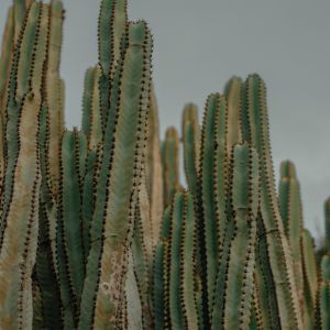 Les cactus=