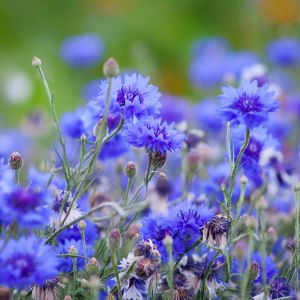 des bleuets violets avec des nuances de bleu
