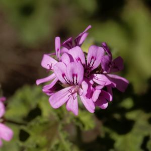 des pélargoniums violets