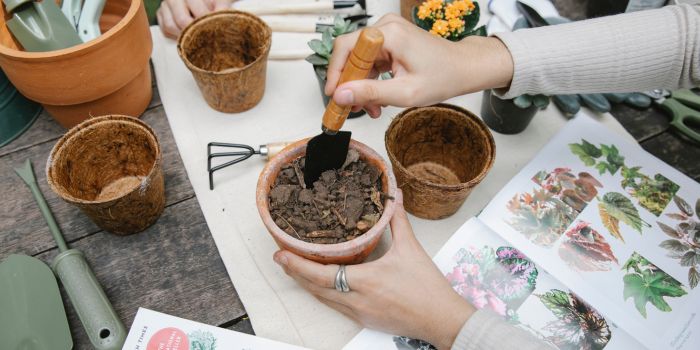 planter des fleurs en pot