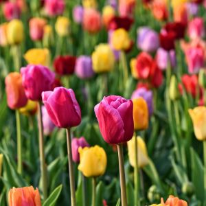 des tulipes colorées