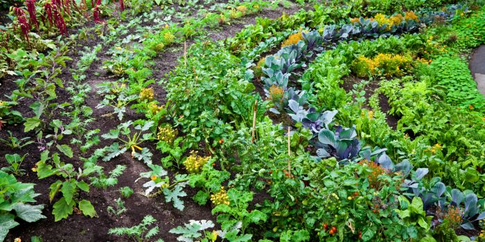un beau jardin potager rempli de plantes et de légumes