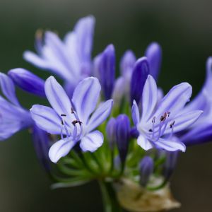 Des agapanthes violettes