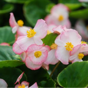 des bégonias roses pales avec des nuances de blancs