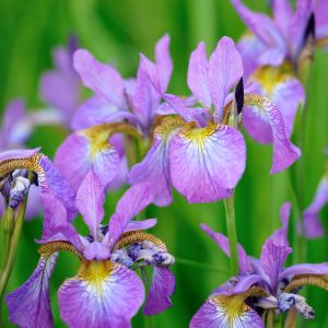 Des iris violets