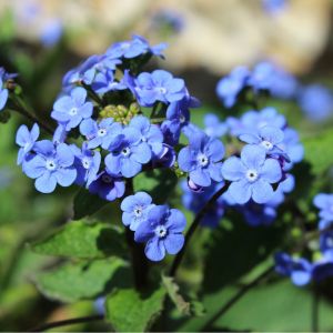 des brunneras macrophylla bleues