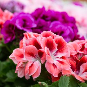 des géraniums de diverses couleurs : roses, violets