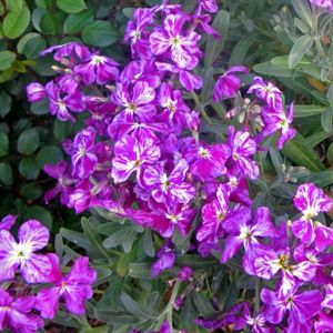 des giroflées d'été violettes