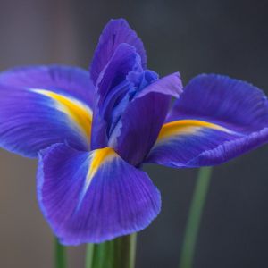 L'iris bleu violet