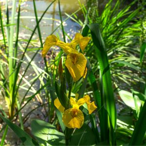Les iris des marais jaunes