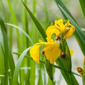 l'iris des marais jaunes