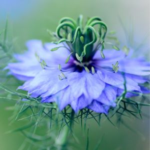 une nigelle de damas bleue aux nuances violets