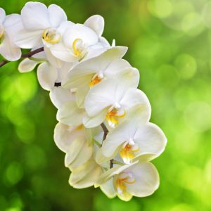 une orchidée blanche