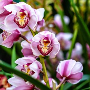 des orchidées roses pales aux nuances de blanc