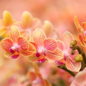 des orchidées roses