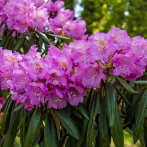 des rhododendrons violets