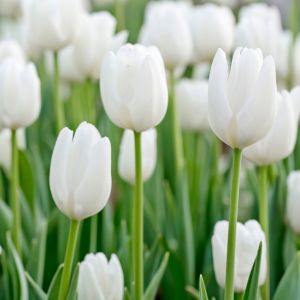 Des tulipes blanches