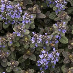 des Ajuga-Chocolate-Chip bleues aux nuances de violets et aux feuilles marrons