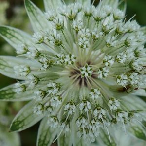 des astrances blanches aux feuilles vertes