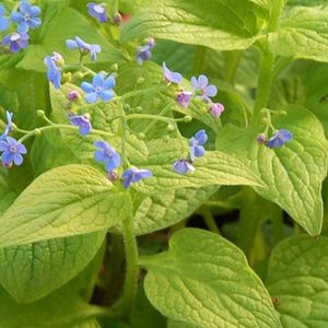 des Brunnera-Dianes-Gold bleus aux nuances de violets