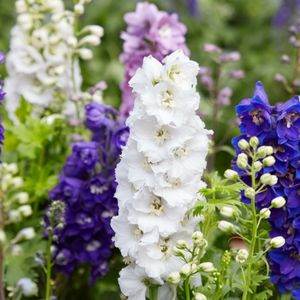 des delphiniums colorés : blanc, violet,mauve