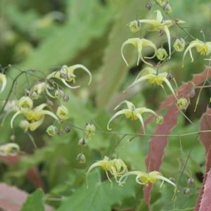 des Epimedium-Sphinx-Twinkler aux feuilles vertes