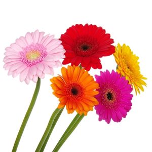 des gerberas colorés : rouge, rose, orange, jaune