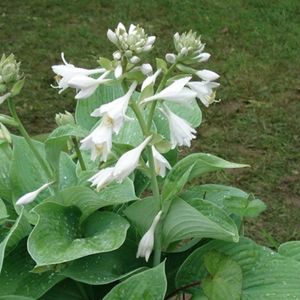 des hostas blancs