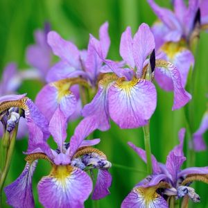 des iris mauves