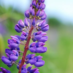 des lupins violets