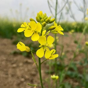 la moutarde jaune