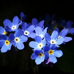 des myosotis bleus