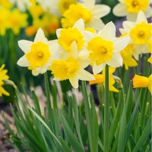 des narcisses blanches au centre jaune