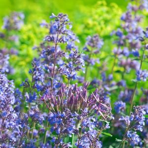 des nepetas bleus aux nuances de mauves