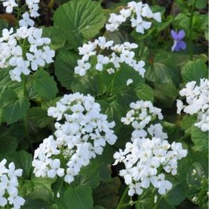 des Pachyphragma-macrophylla blancs