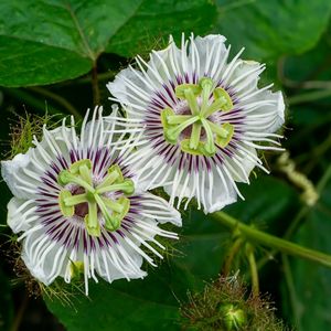 des passiflores blanches aux nuances de violets