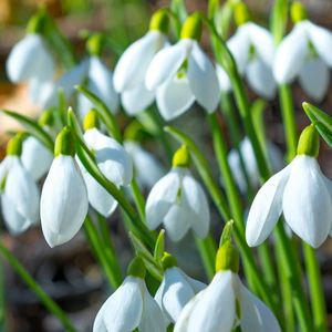 des perce-neige blanches