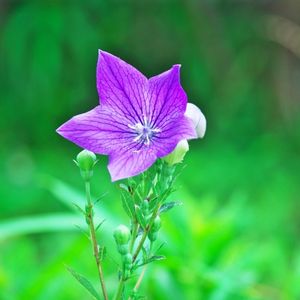 un platycodon violet