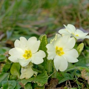 des primevères blanches