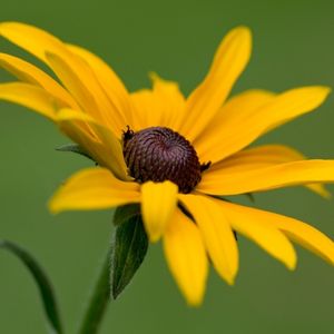 la rudbeckia jaune