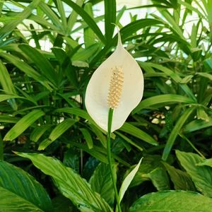 le spathiphyllum blanc