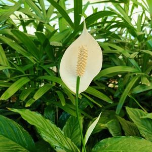 le spathiphyllum blanc