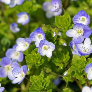 des véroniques bleues