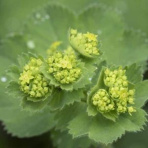 des alchemilles vertes aux petites fleurs jaunes