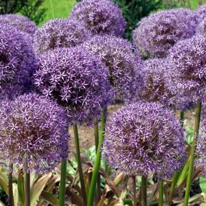 Des alliums violets