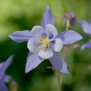 une ancolie violette