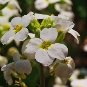 l'arabis blanche