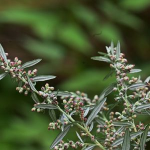 des armoises aux petites fleurs