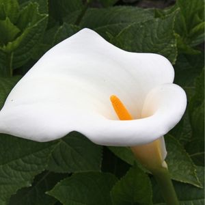 un arum blanc