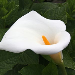 l'arum blanche